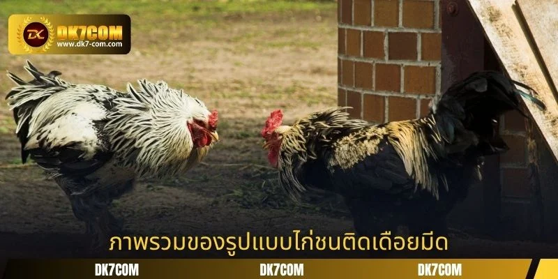 ภาพรวมของรูปแบบไก่ชนติดเดือยมีด