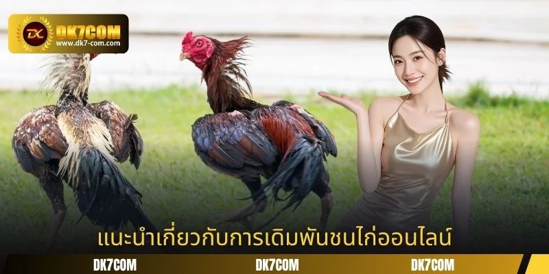 แนะนำเกี่ยวกับการเดิมพันชนไก่ออนไลน์