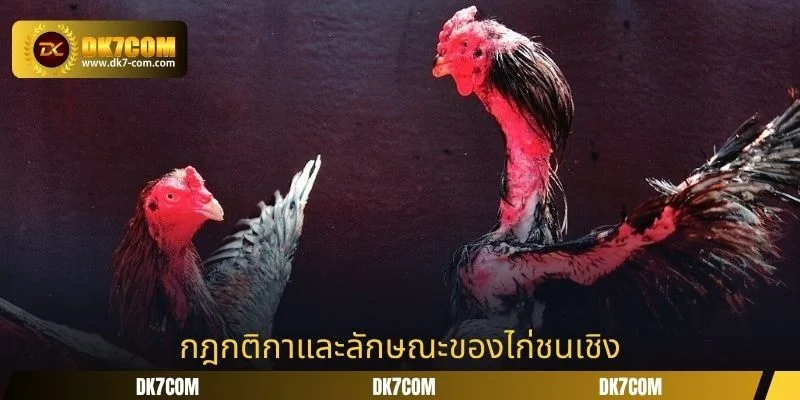 กฎกติกาและลักษณะของไก่ชนเชิง