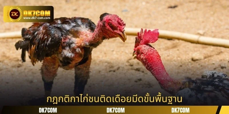 กฎกติกาไก่ชนติดเดือยมีดขั้นพื้นฐาน