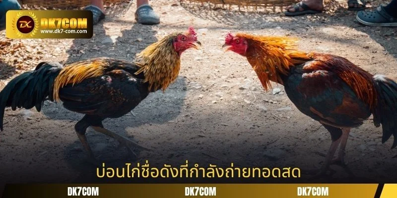 บ่อนไก่ชื่อดังที่กำลังถ่ายทอดสด