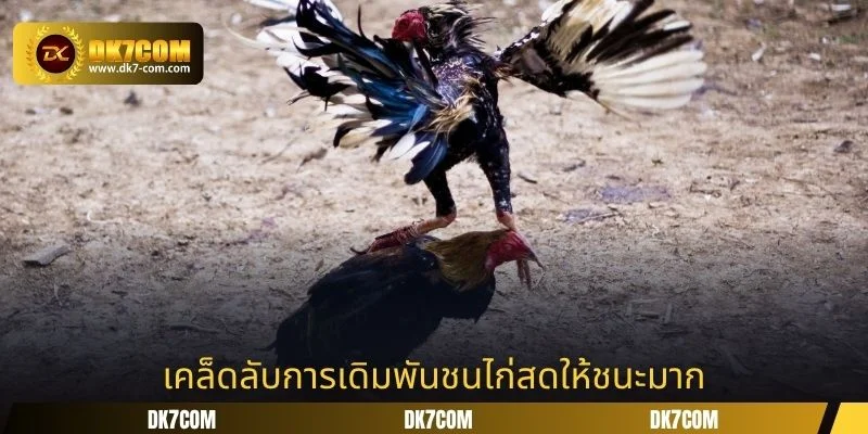 เคล็ดลับการเดิมพันชนไก่สดให้ชนะมาก