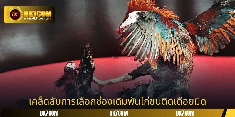 เคล็ดลับการเลือกช่องเดิมพันไก่ชนติดเดือยมีด