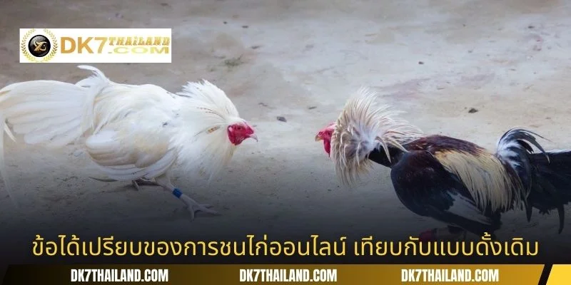 ข้อได้เปรียบของการชนไก่ออนไลน์ เทียบกับแบบดั้งเดิม
