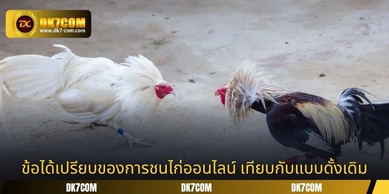 ข้อได้เปรียบของการชนไก่ออนไลน์ เทียบกับแบบดั้งเดิม