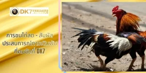 การชนไก่สด – สัมผัสประสบการณ์การเดิมพันที่คมชัดที่ DK7