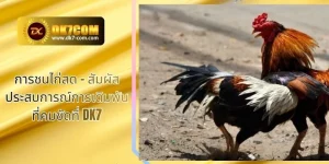 การชนไก่สด – สัมผัสประสบการณ์การเดิมพันที่คมชัดที่ DK7
