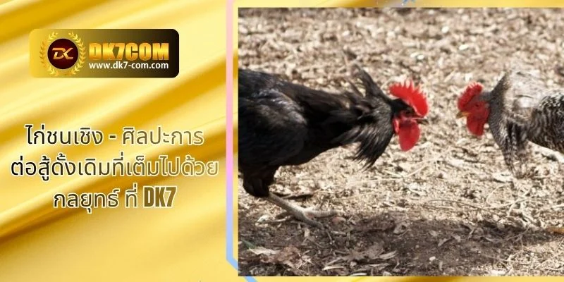 ไก่ชนเชิง – ศิลปะการต่อสู้ดั้งเดิมที่เต็มไปด้วยกลยุทธ์ ที่ DK7