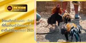 ไก่ชนติดเดือยมีด – กีฬาที่ตื่นเต้นเร้าใจและน่าตื่นตาตื่นใจที่สุดแห่งปี 2025